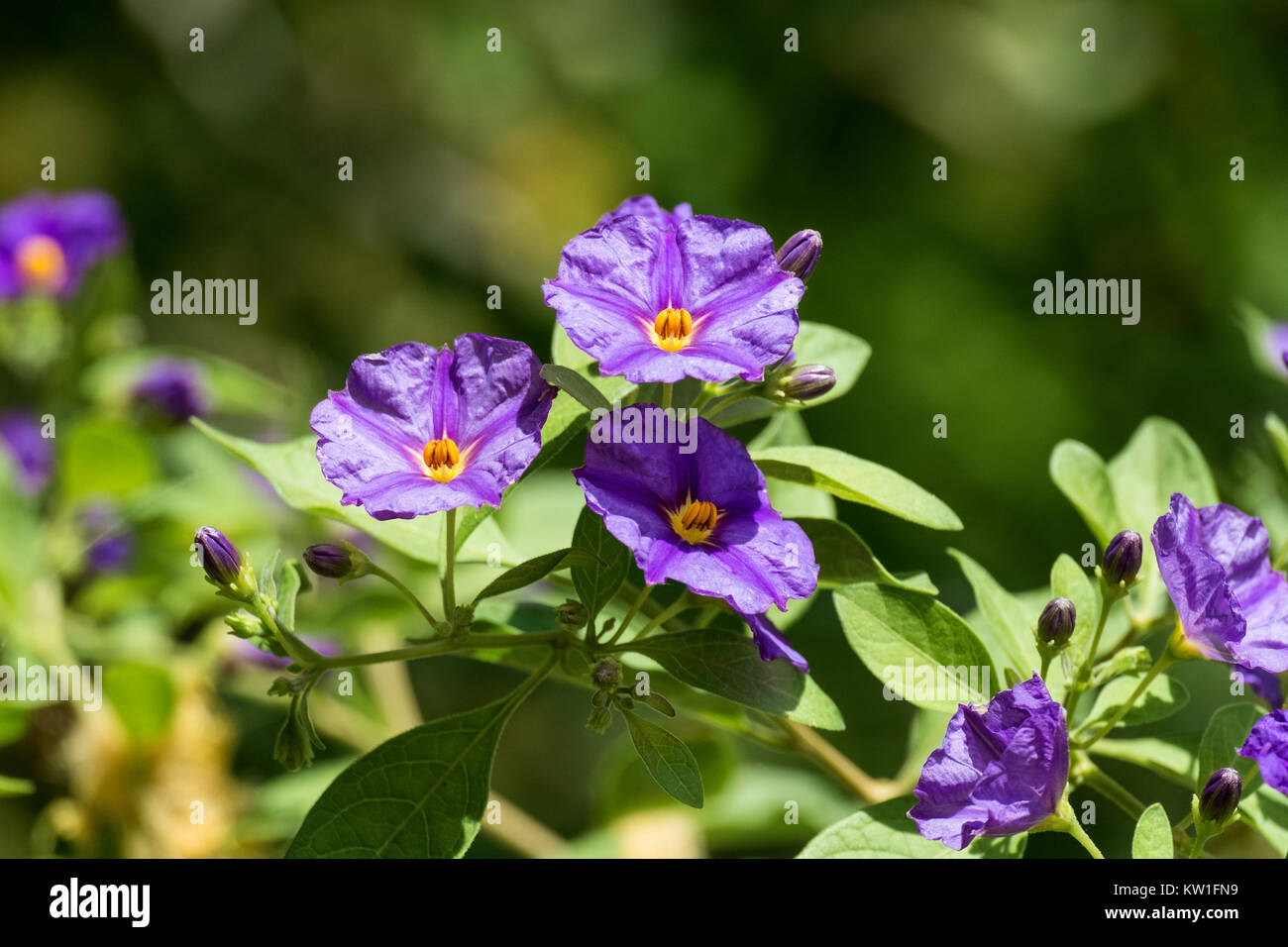 Purple flowers of Solanum rantonnei known as blue potato bush (Lycianthes rantonnetii) Stock Photo