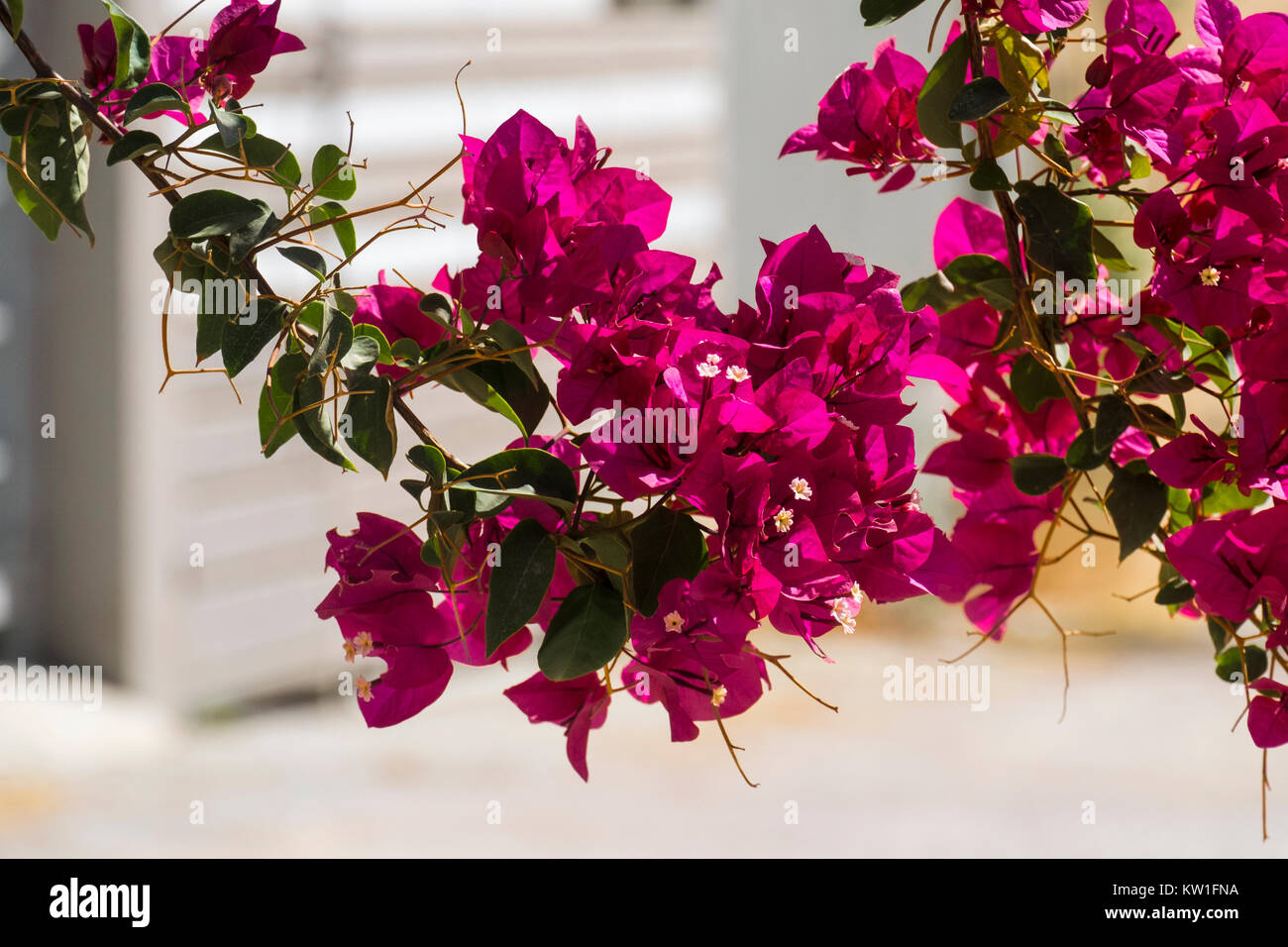 Purple flowers of the evergreen shrub Bougainvillea (Bougainvillea