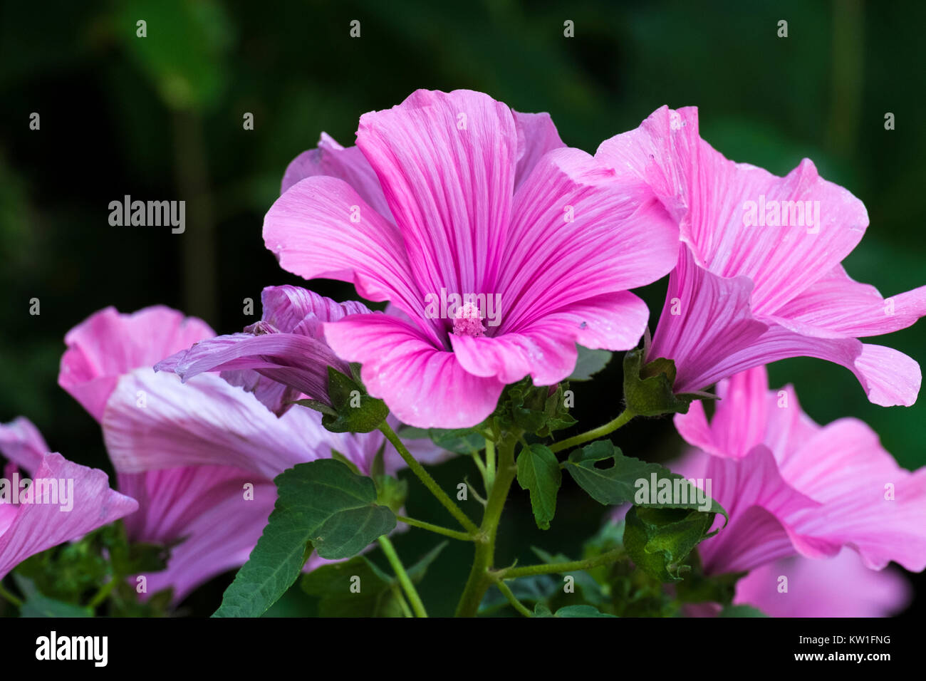 Purple funnel-shaped flowers of Lavatera - flowering plants in the family Malvaceae (Lavatera trimestris) Stock Photo