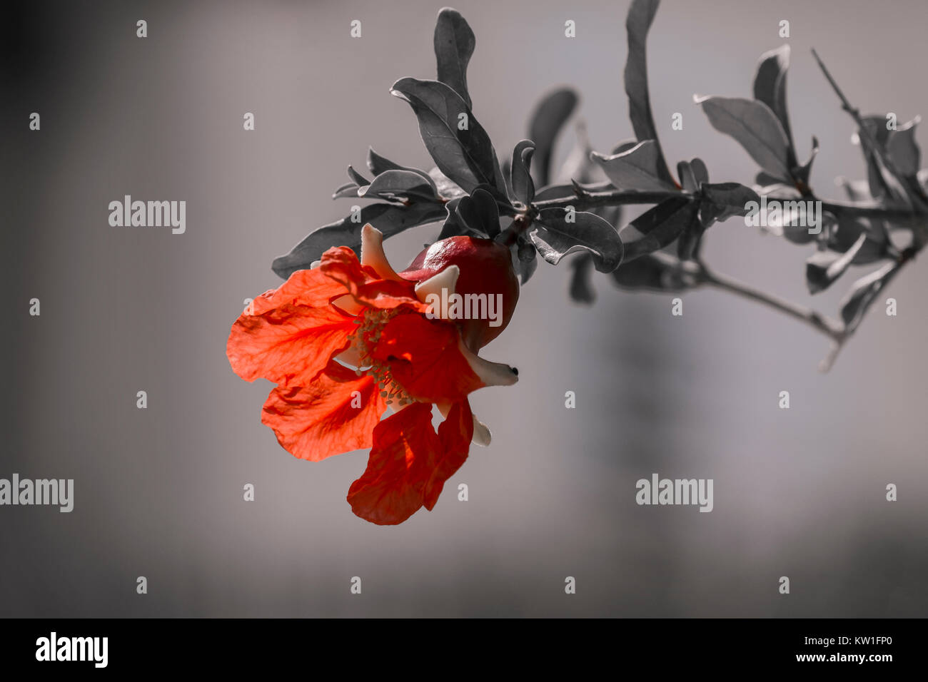 Red flower of a pomegranate tree on a blurred gray background with discolored leaves (Punica granatum) Stock Photo