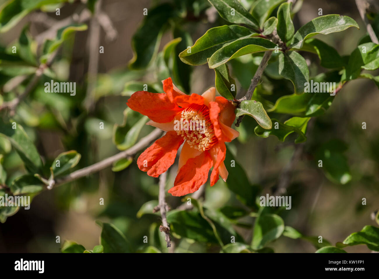 Red flower of a pomegranate tree is waiting for its time to turn into a fruit (Punica granatum) Stock Photo