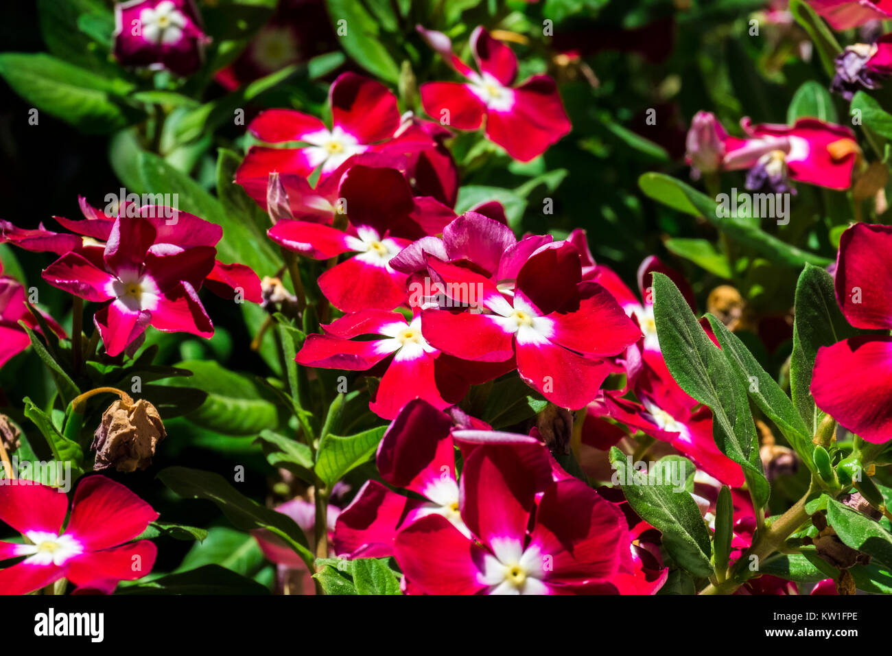 Scarlet vinca flowers with white centers (Catharanthus roseus) Stock Photo