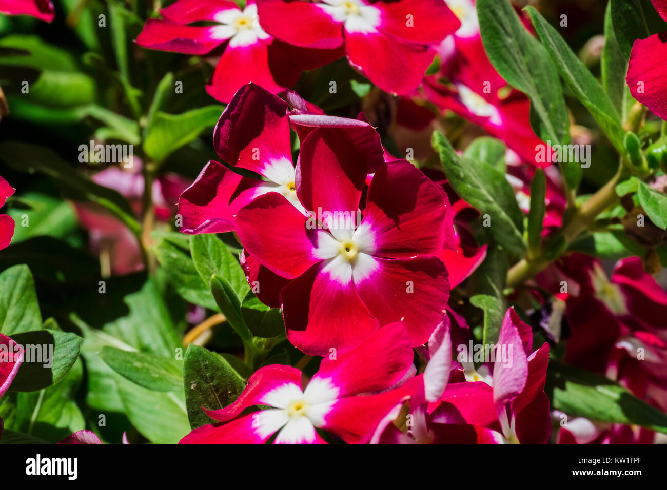 Scarlet vinca flowers with white centers (Catharanthus roseus) Stock Photo