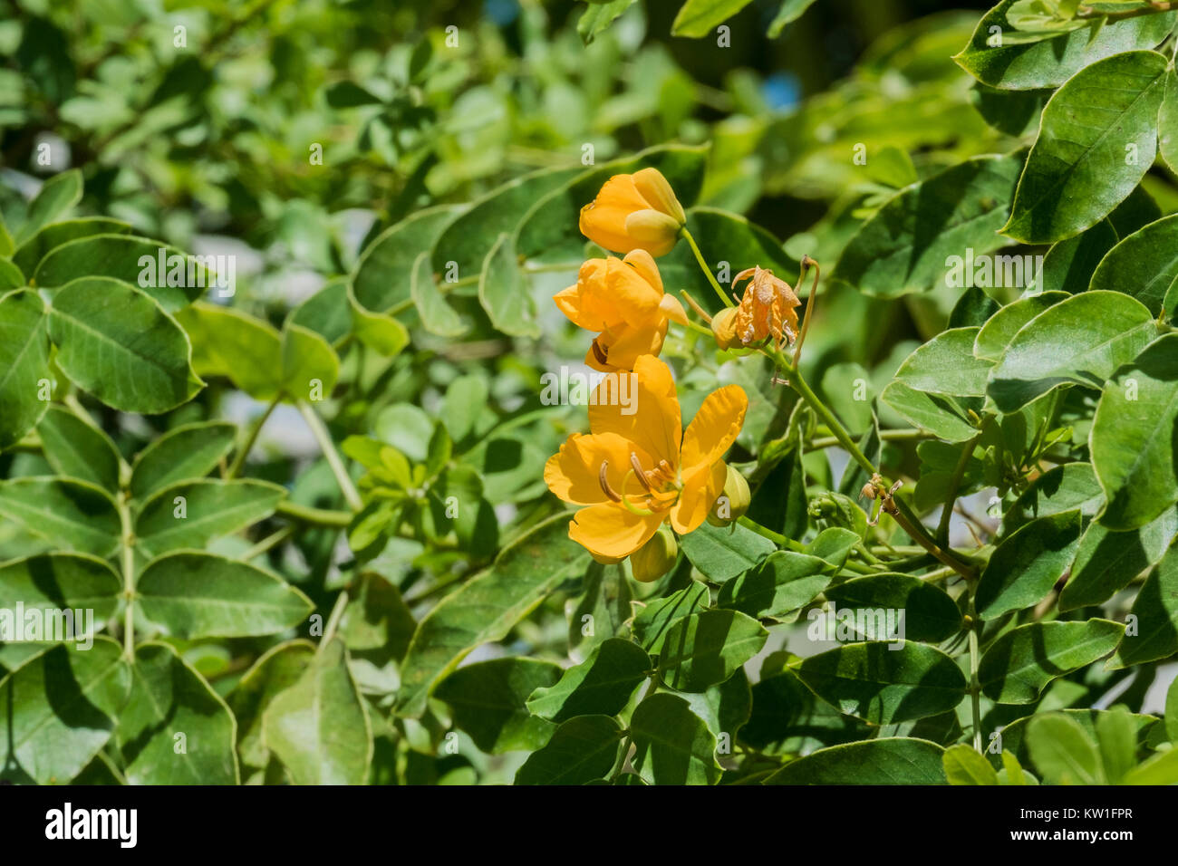 The yellow flowers of Caragana, also known as the yellow acacia (Caragana arborescens) Stock Photo