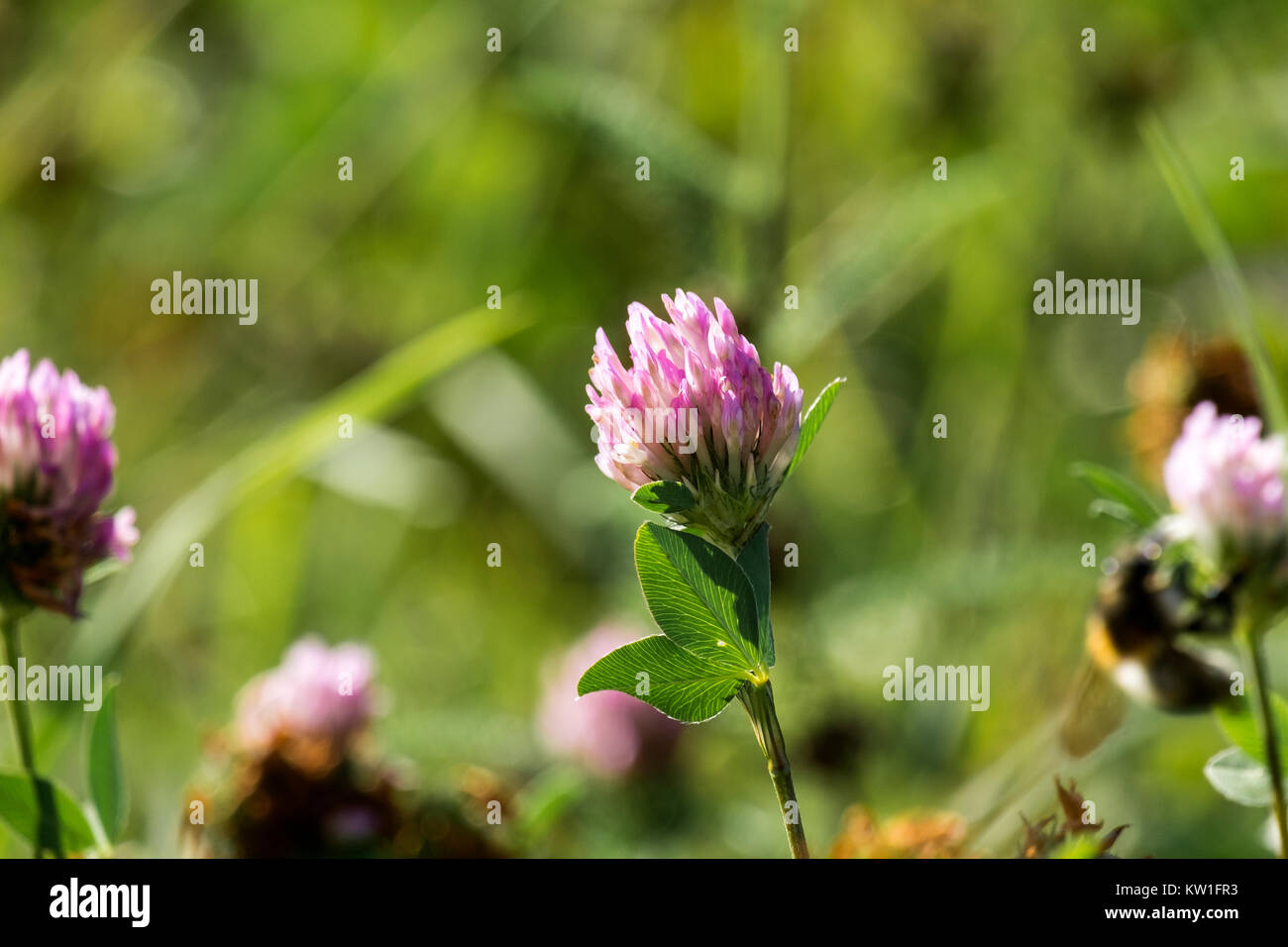 Violet-white flower of fragrant clover (Trifolium pratense) Stock Photo
