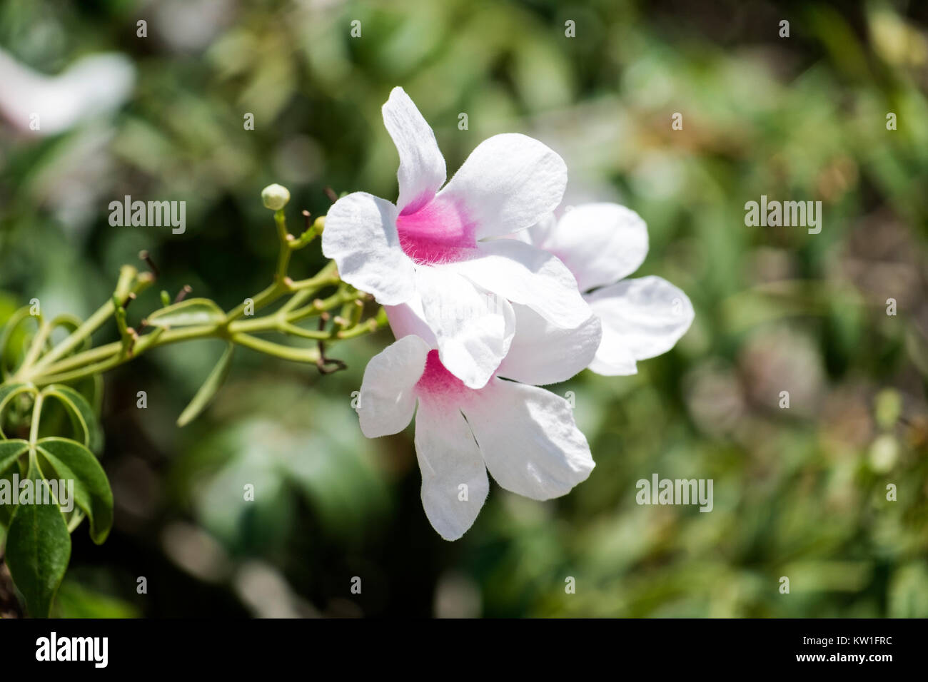 White delicate flowers with pink hearts (Pandorea jasminoides) Stock Photo