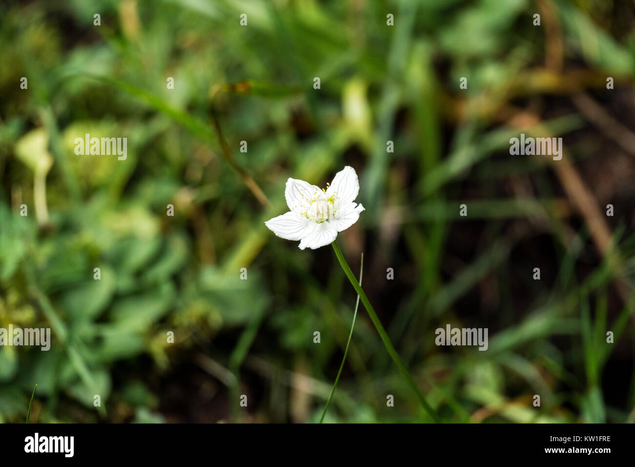 White flower of marsh grass of Parnassus (Parnassia palustris) Stock Photo