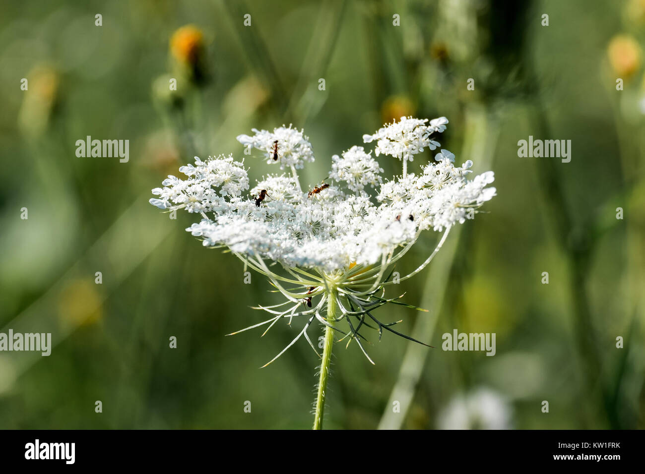 White umbellate flower of wild carrot (Daucus carota) Stock Photo