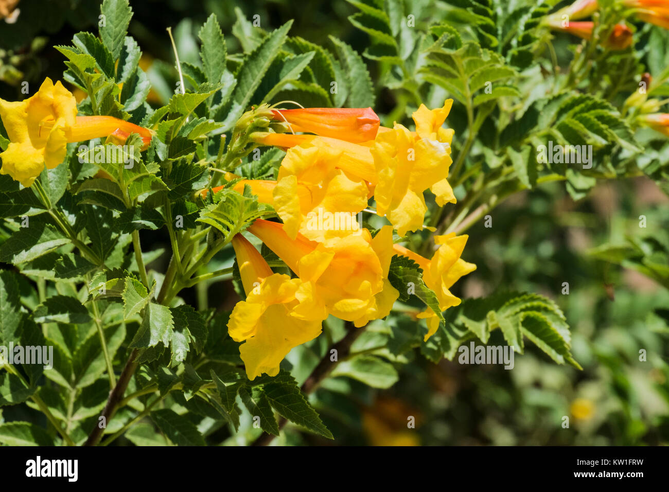 Yellow flowers of shrub Tecoma from in the trumpet vine family (Tecoma alata) Stock Photo
