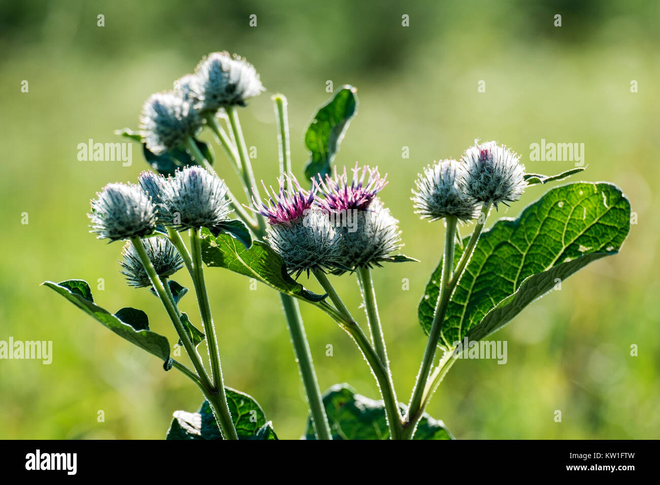 Woolly Seeds High Resolution Stock Photography and Images - Alamy