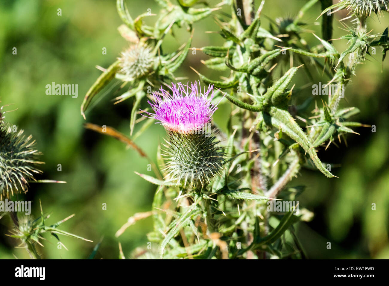 Purple flower of spiny plumeless thistle (Carduus acanthoides) Stock Photo