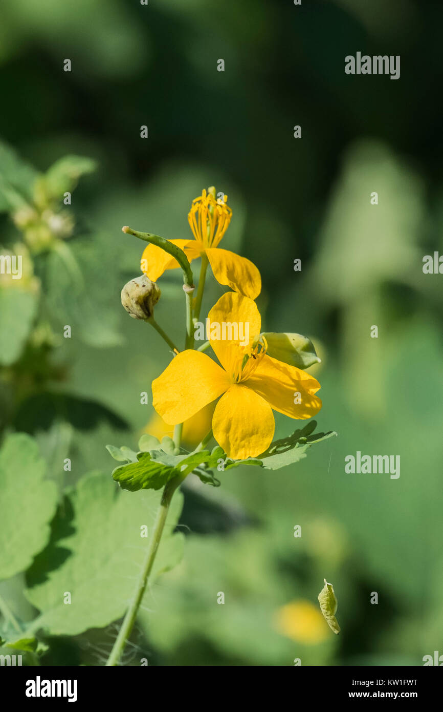 Yellow flowers of greater celandine on blurred background (Chelidonium majus) Stock Photo