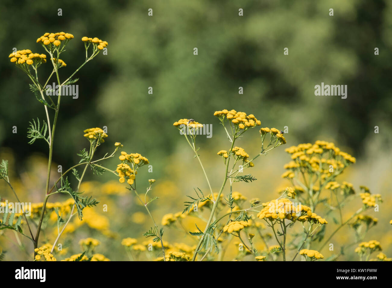 Medicinal herbs. Yellow flowers tansy on a blurred background (Tanacetum vulgare) Stock Photo