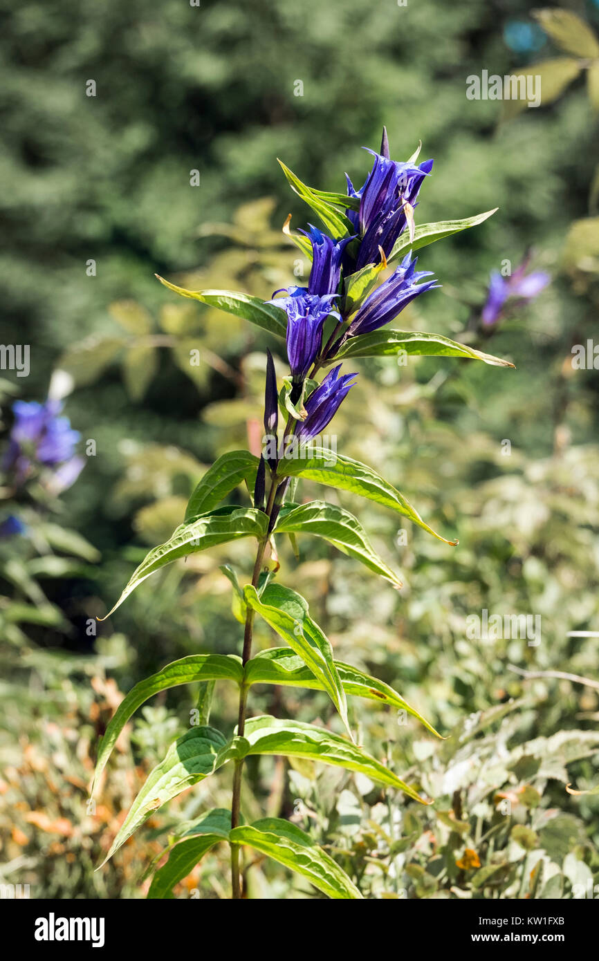 Blue flowers of willow gentian with bell-shaped corolla (Gentiana asclepiadea) Stock Photo