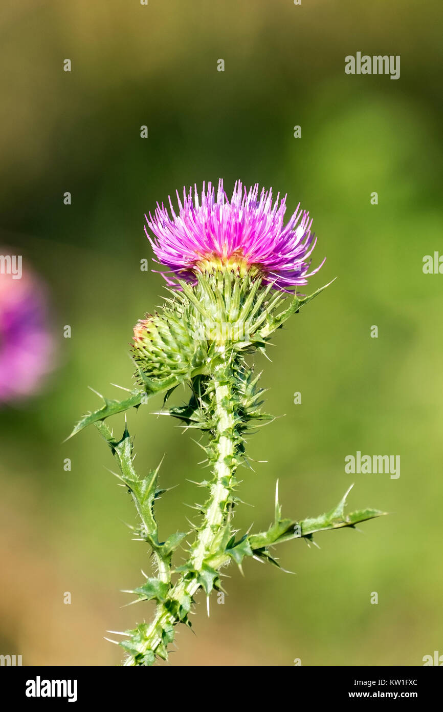 Brightly violet flower of spiny plumeless thistle (Carduus acanthoides) Stock Photo