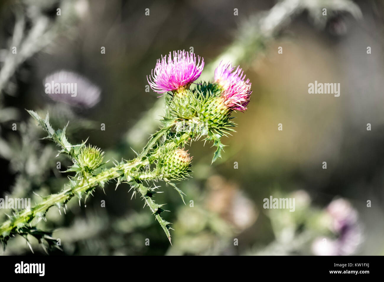 Brightly violet flowers of spiny plumeless thistle (Carduus acanthoides) Stock Photo