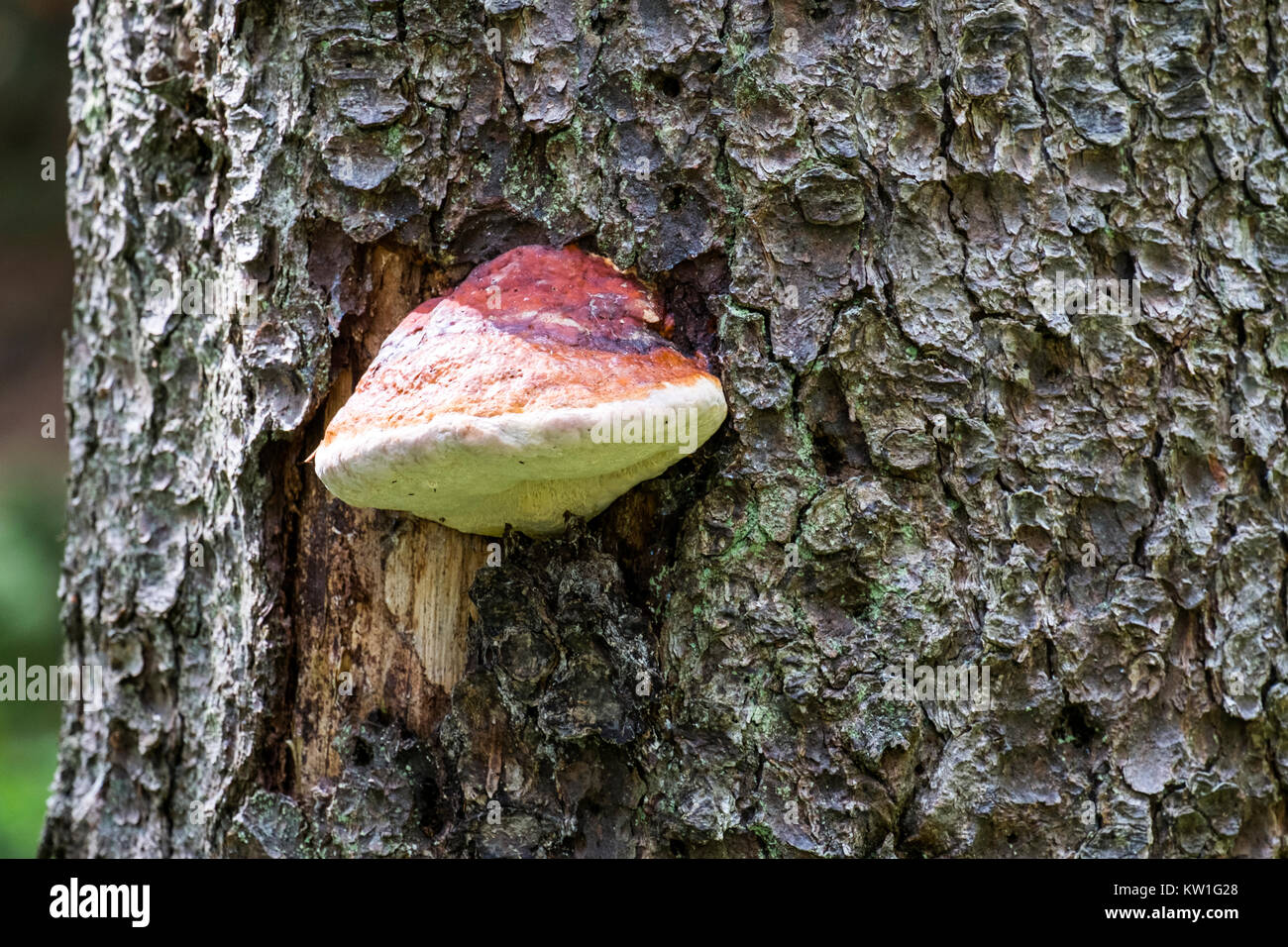 Fungus red belt conk growing on a trunk of a fir (Fomitopsis pinicola) Stock Photo