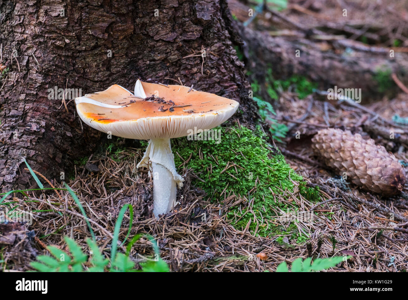 Mushroom russula with orange cap under a spruce tree (Russula paludosa) Stock Photo
