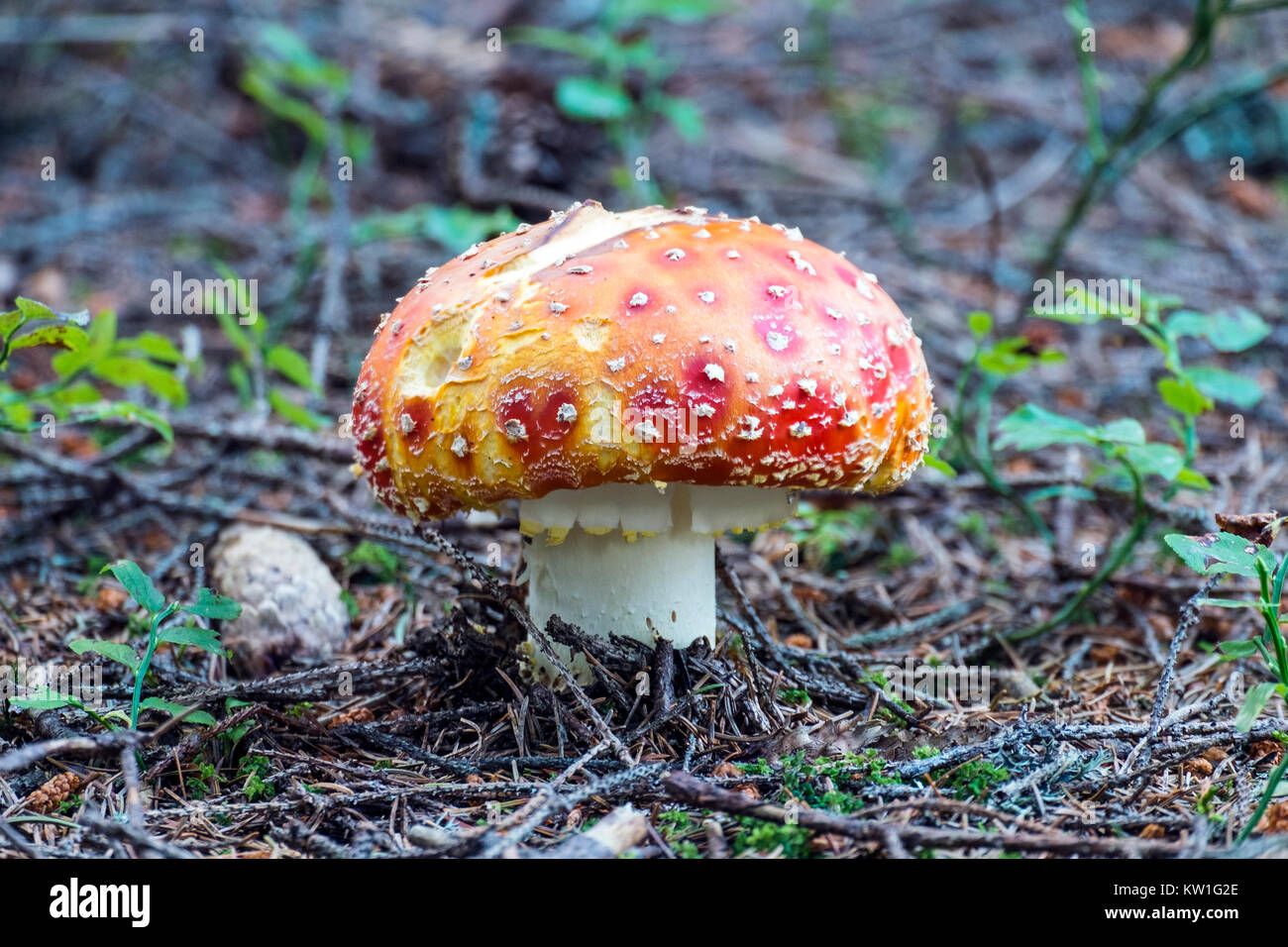 Red fly agaric grew up in a coniferous forest (Amanita muscaria) Stock Photo