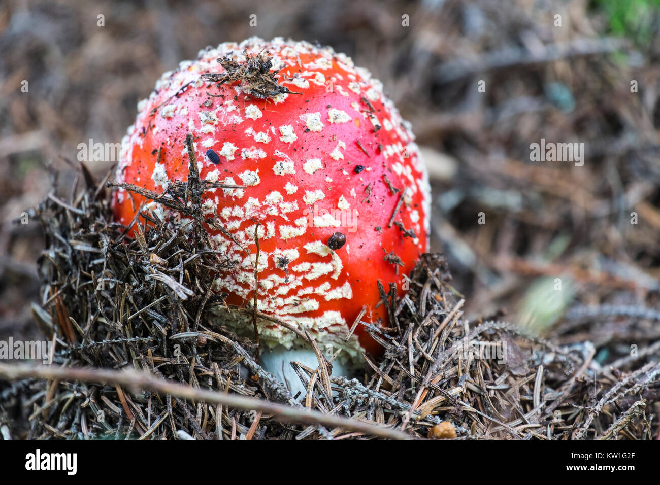 Red fly agaric makes its way out of the ground (Amanita muscaria) Stock Photo