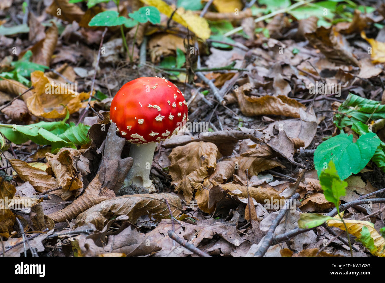 Red fly agaric sprouted through fallen leaves in a deciduous forest (Amanita muscaria) Stock Photo