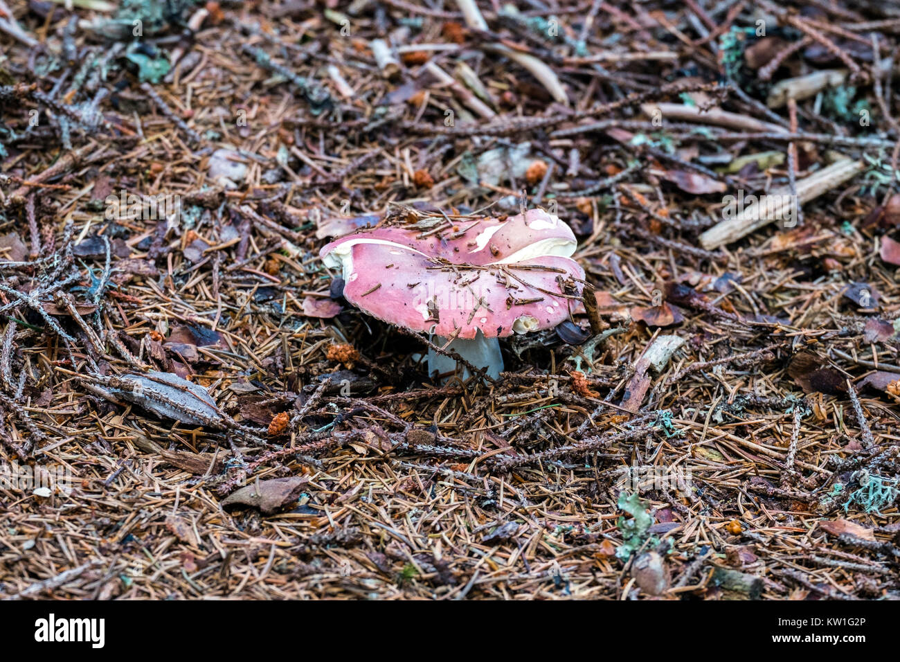 Rosy russula grows through spruce thorns (Russula rosea) Stock Photo