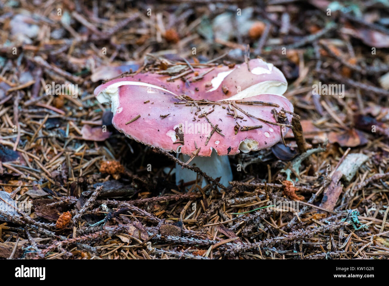 Rosy russula grows through spruce thorns (Russula rosea) Stock Photo