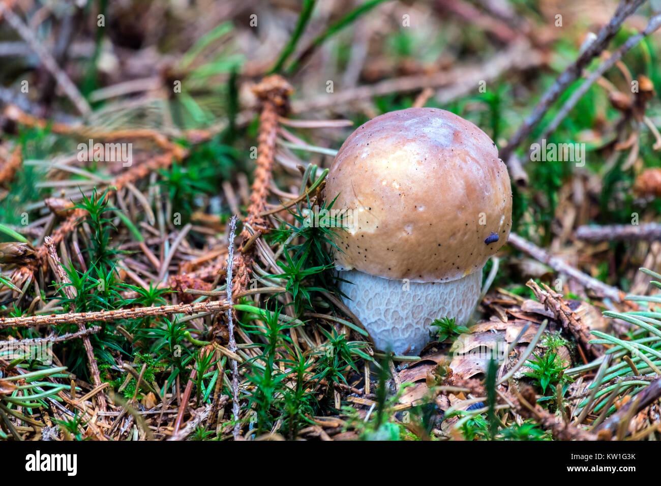 Young penny bun sprouted through the fallen spines of coniferous trees (Boletus edulis) Stock Photo