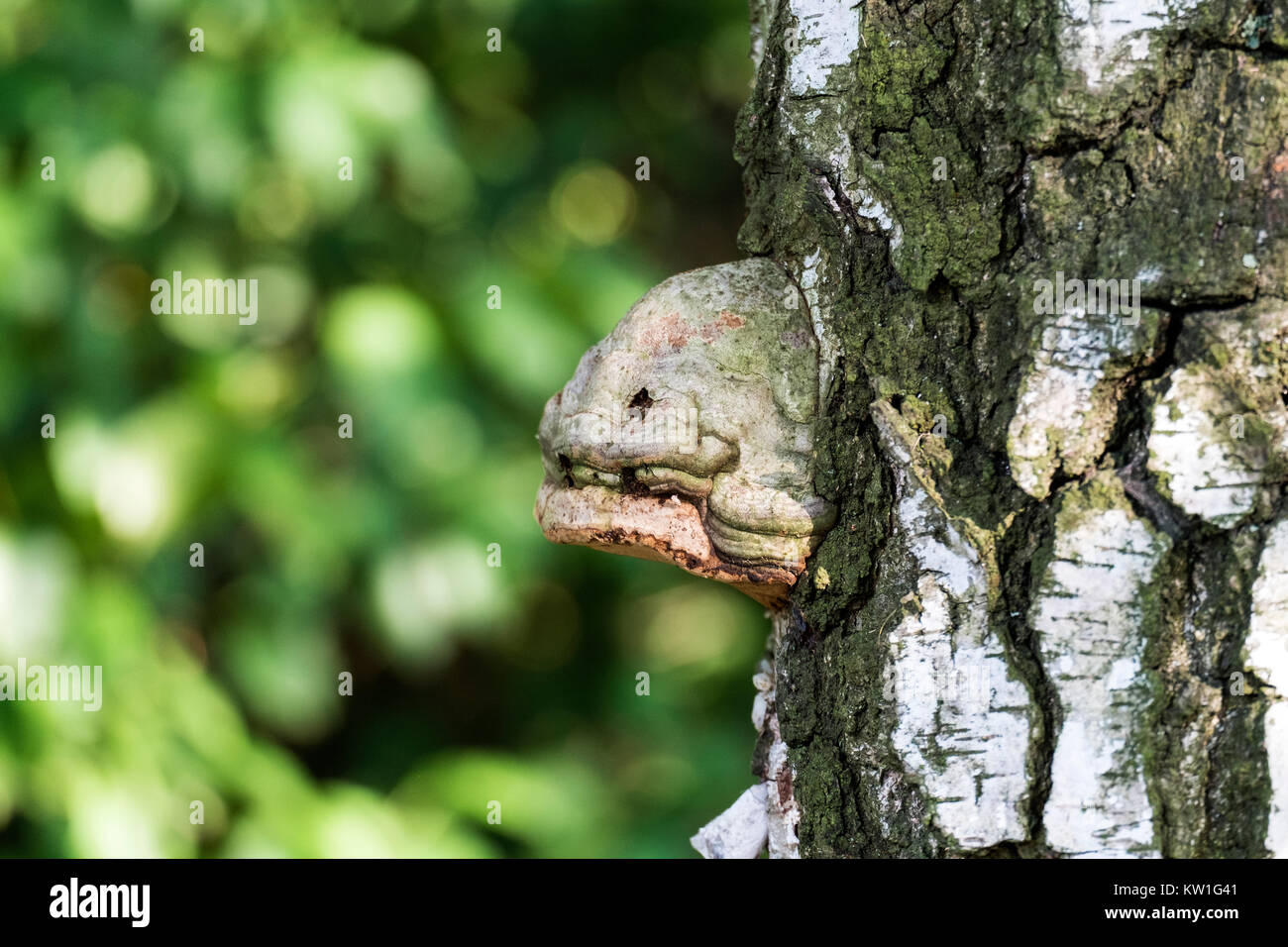 Tinder fungus, a parasite on the birch trunk, resembling the head of moray eels (Fomes fomentarius) Stock Photo
