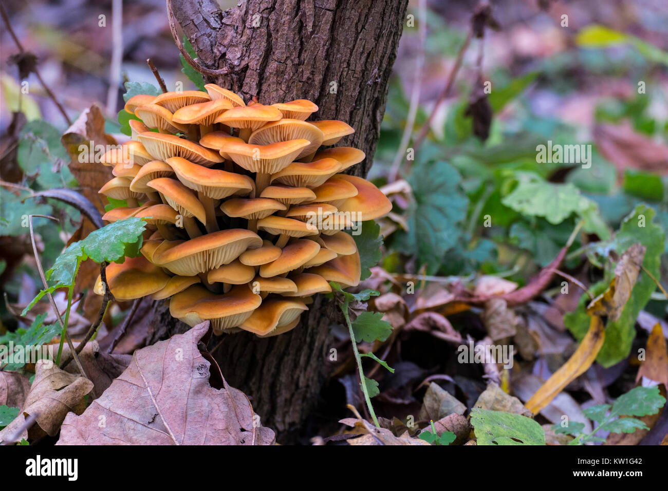 Wild golden needle mushrooms increased on the trunk of an old stump (Flammulina velutipes) Stock Photo