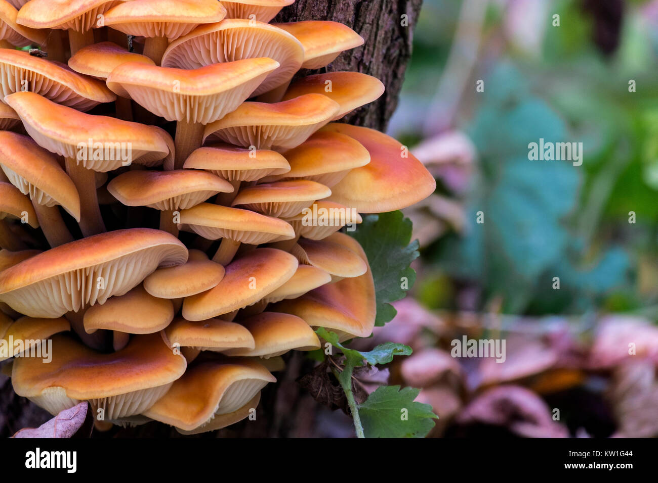 Wild golden needle mushrooms increased on the trunk of an old stump (Flammulina velutipes) Stock Photo