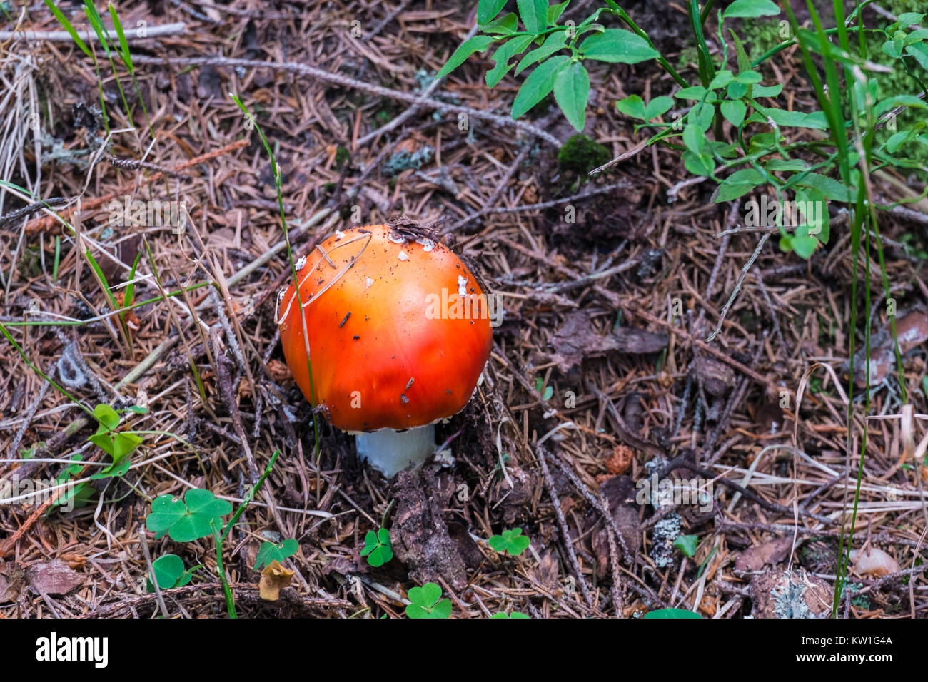 Young fly agaric mushroom sprouted through the fallen spines of coniferous trees (Amanita muscaria) Stock Photo