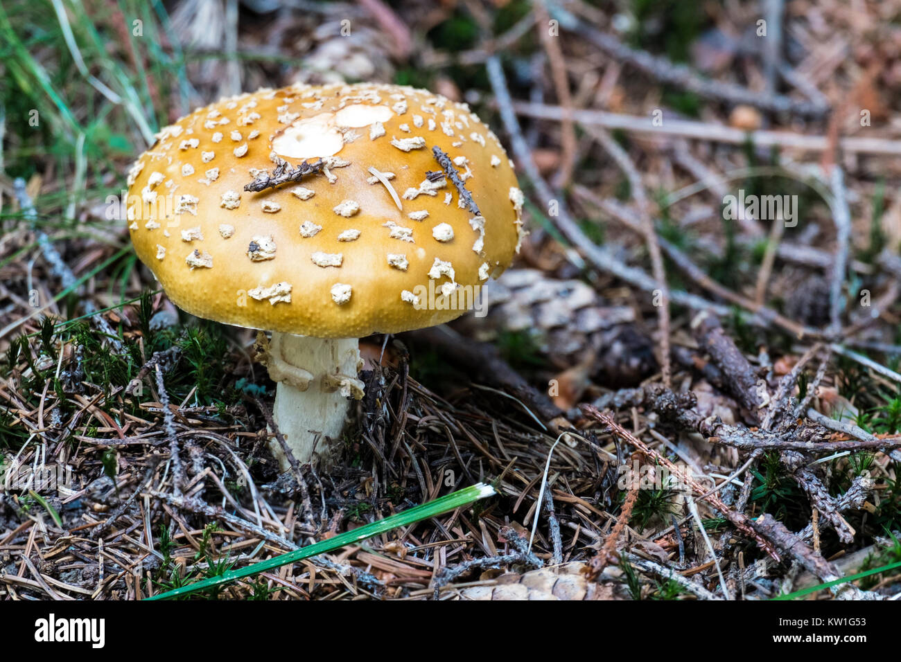 Royal fly agaric grows in a coniferous forest (Amanita regalis) Stock Photo