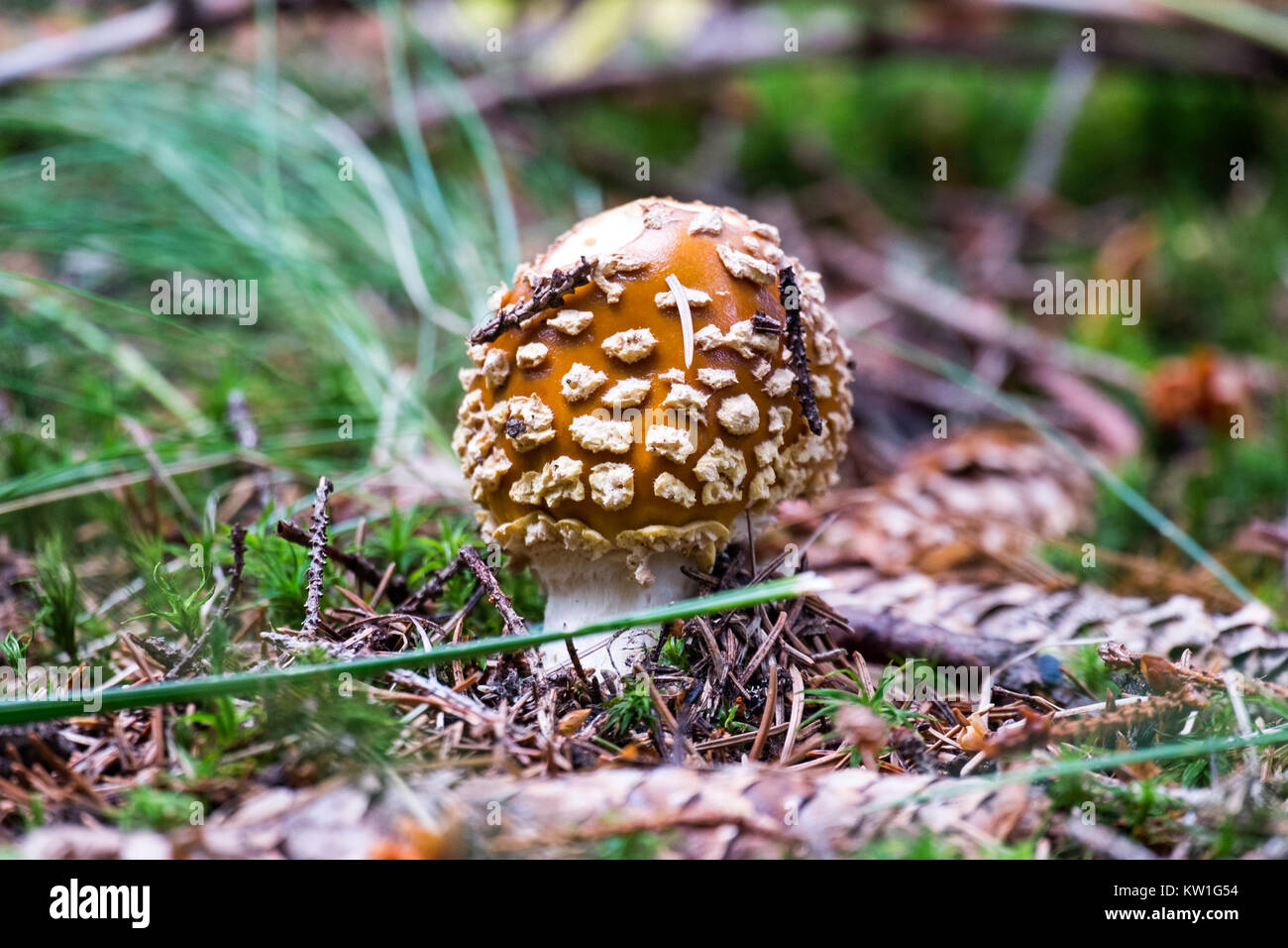 Royal fly agaric makes its way out of the ground (Amanita regalis) Stock Photo