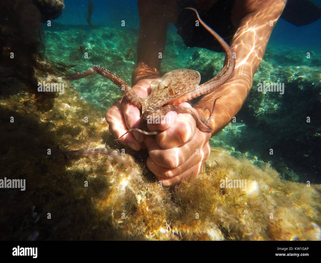 Small octopus caught with hands in the Adriatic sea. Stock Photo