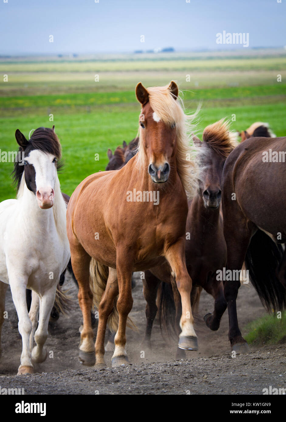 A herd of proud Icelandic horses in the natural Icelandic landscape Stock Photo