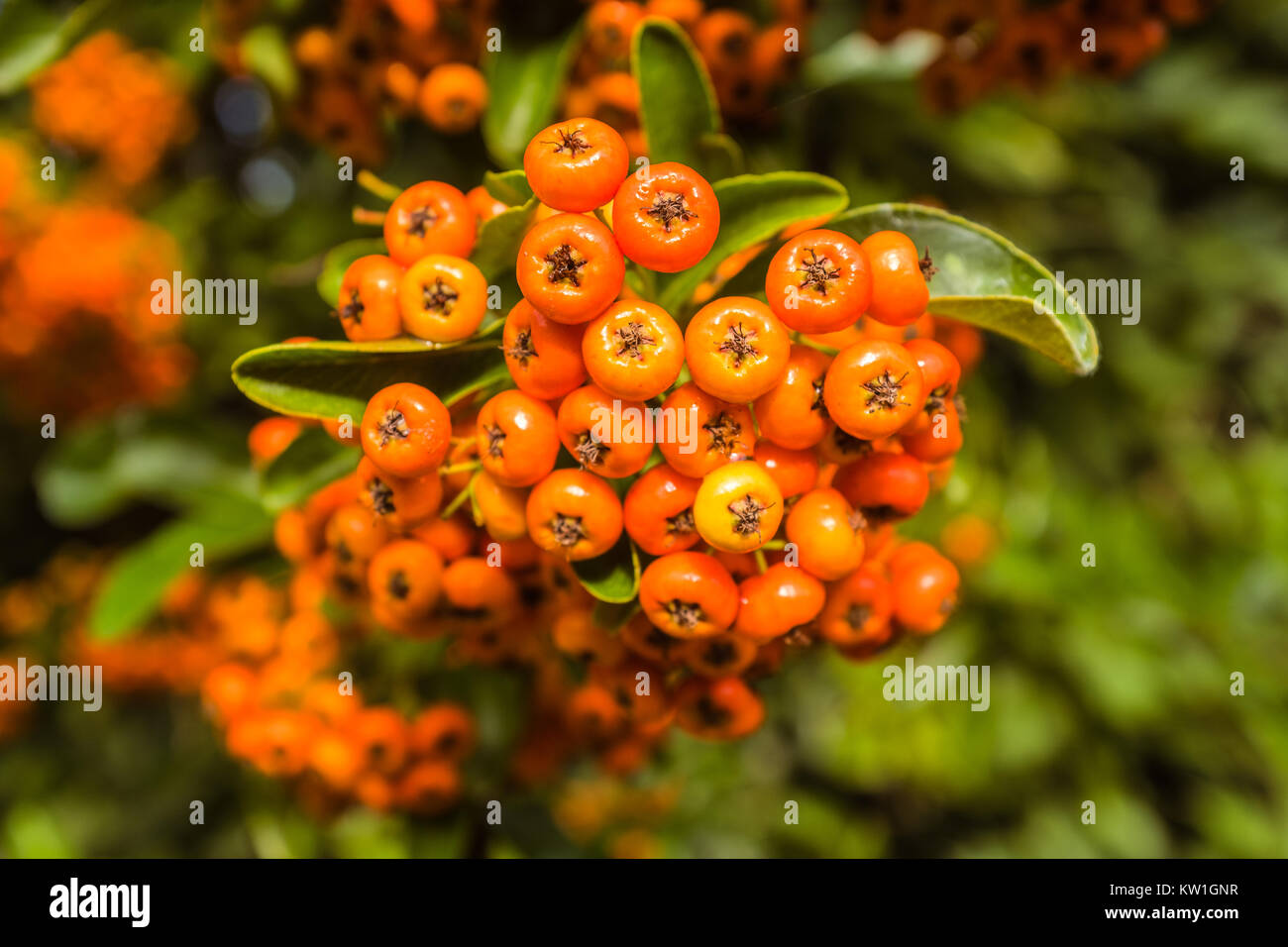 orange pyracantha berries on a shurb in the sunshine Stock Photo