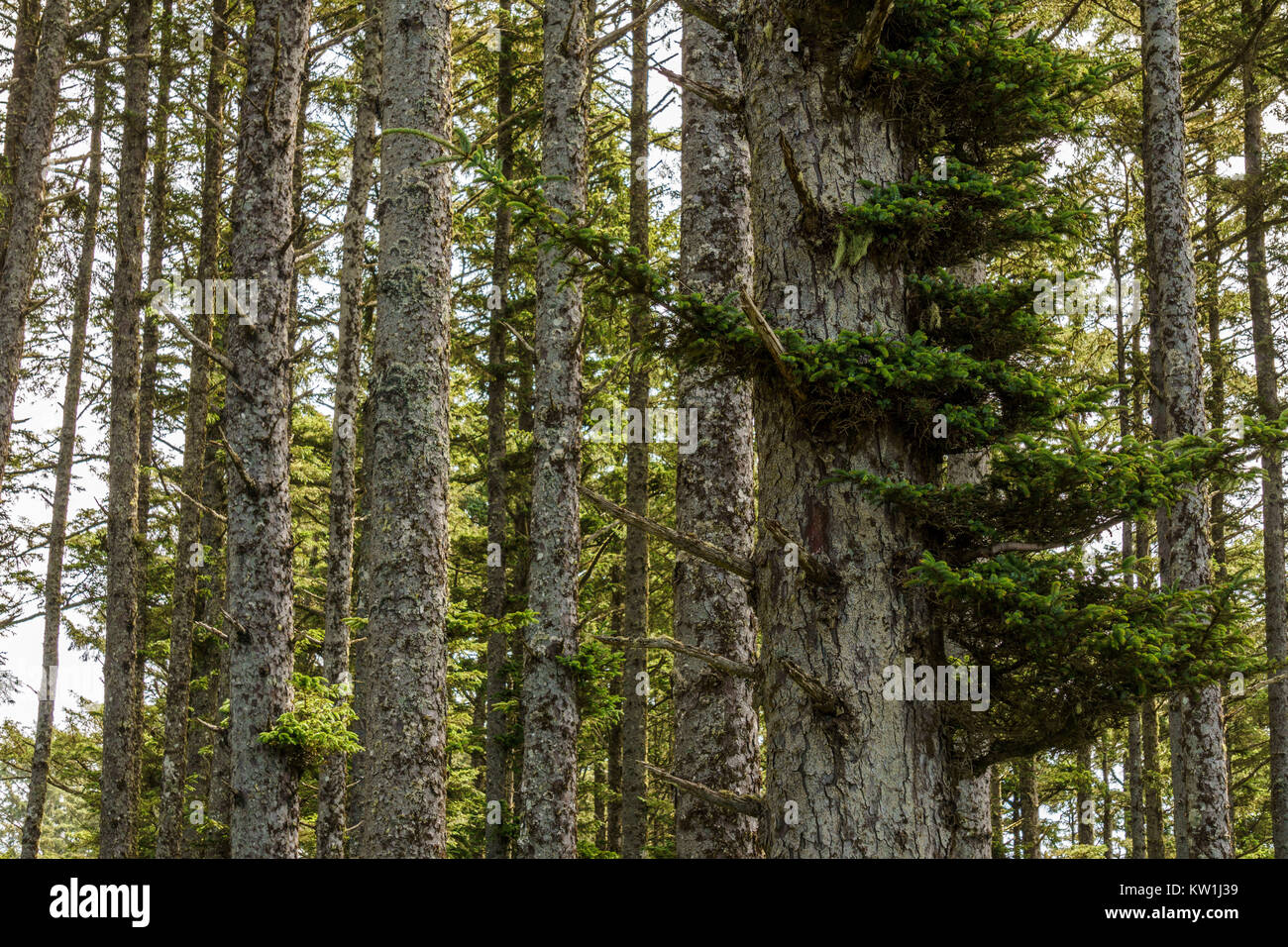 Gray tree trunks in a forest with green branches and fern Stock Photo ...