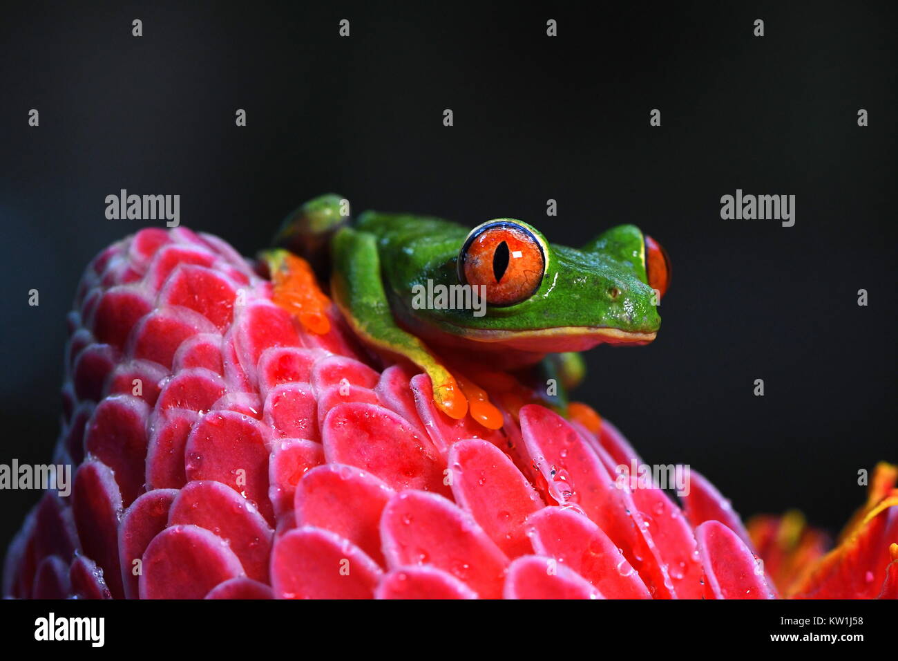 Red-eyed tree frog (Agalychnis callidryas) in Costa Rica lowland jungle Stock Photo