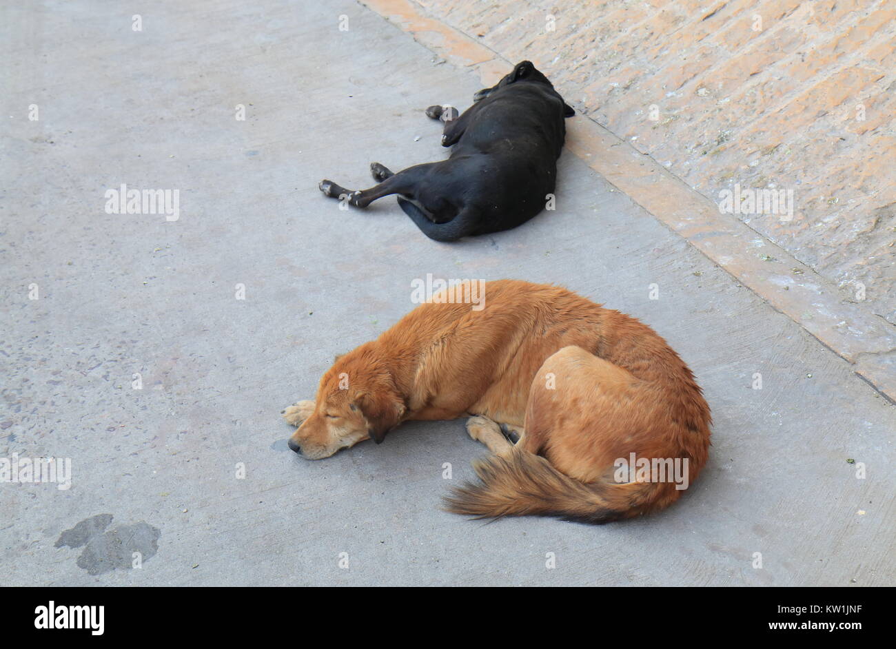 Stray dog sleeping on street Jodhpur India Stock Photo