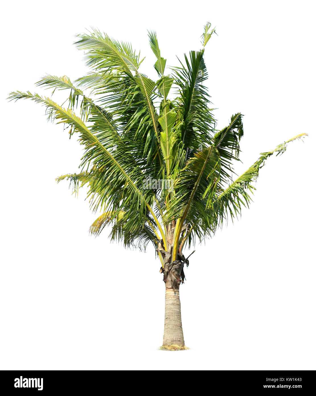 coconut Palm tree Stock Photo Alamy