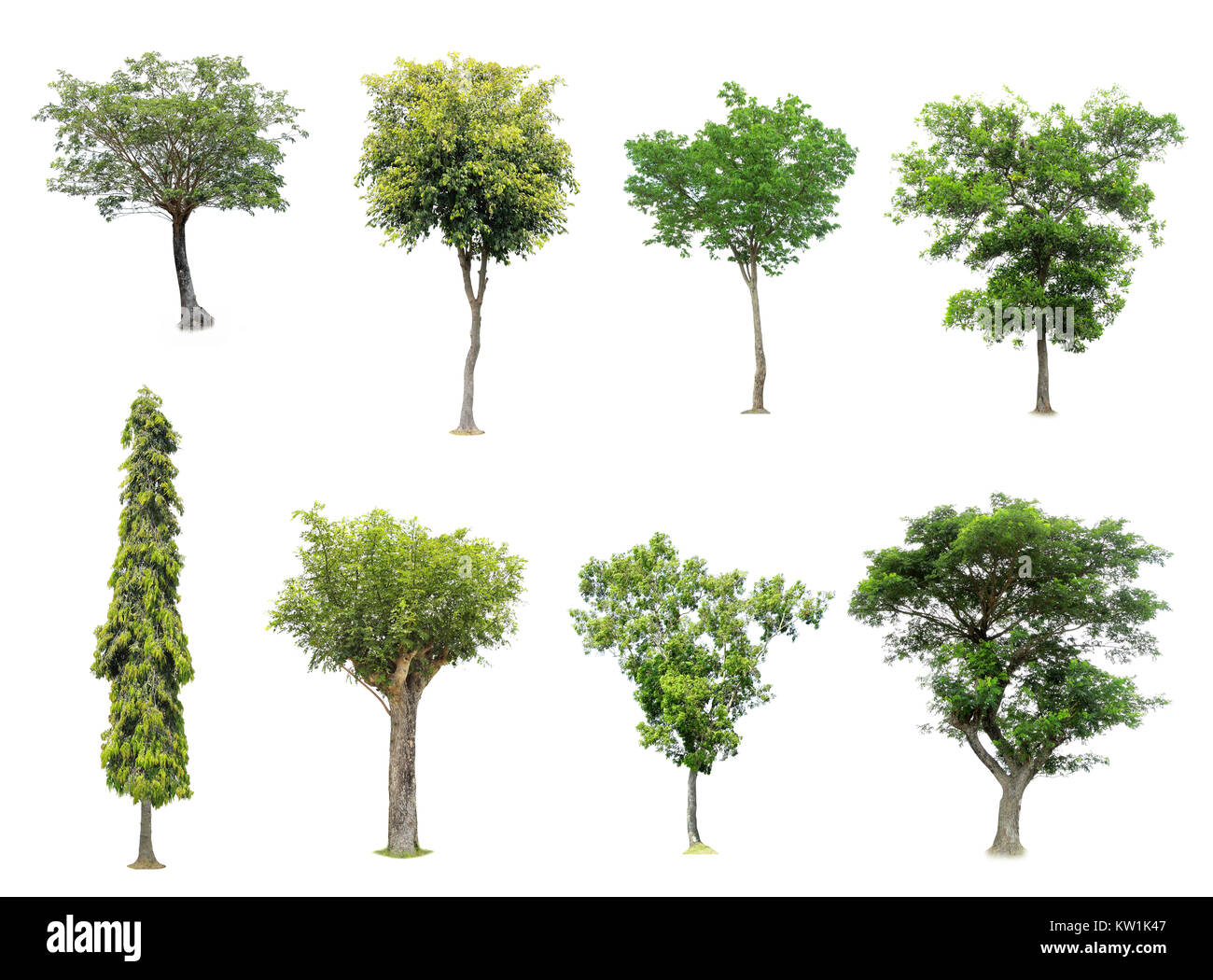 collection of tree on white background Stock Photo - Alamy
