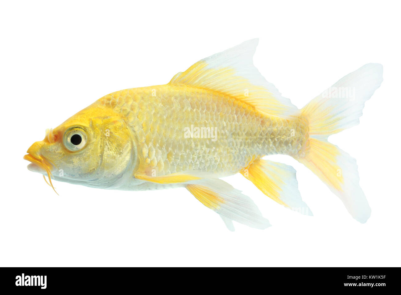 closeup of a goldfish isolated Stock Photo - Alamy