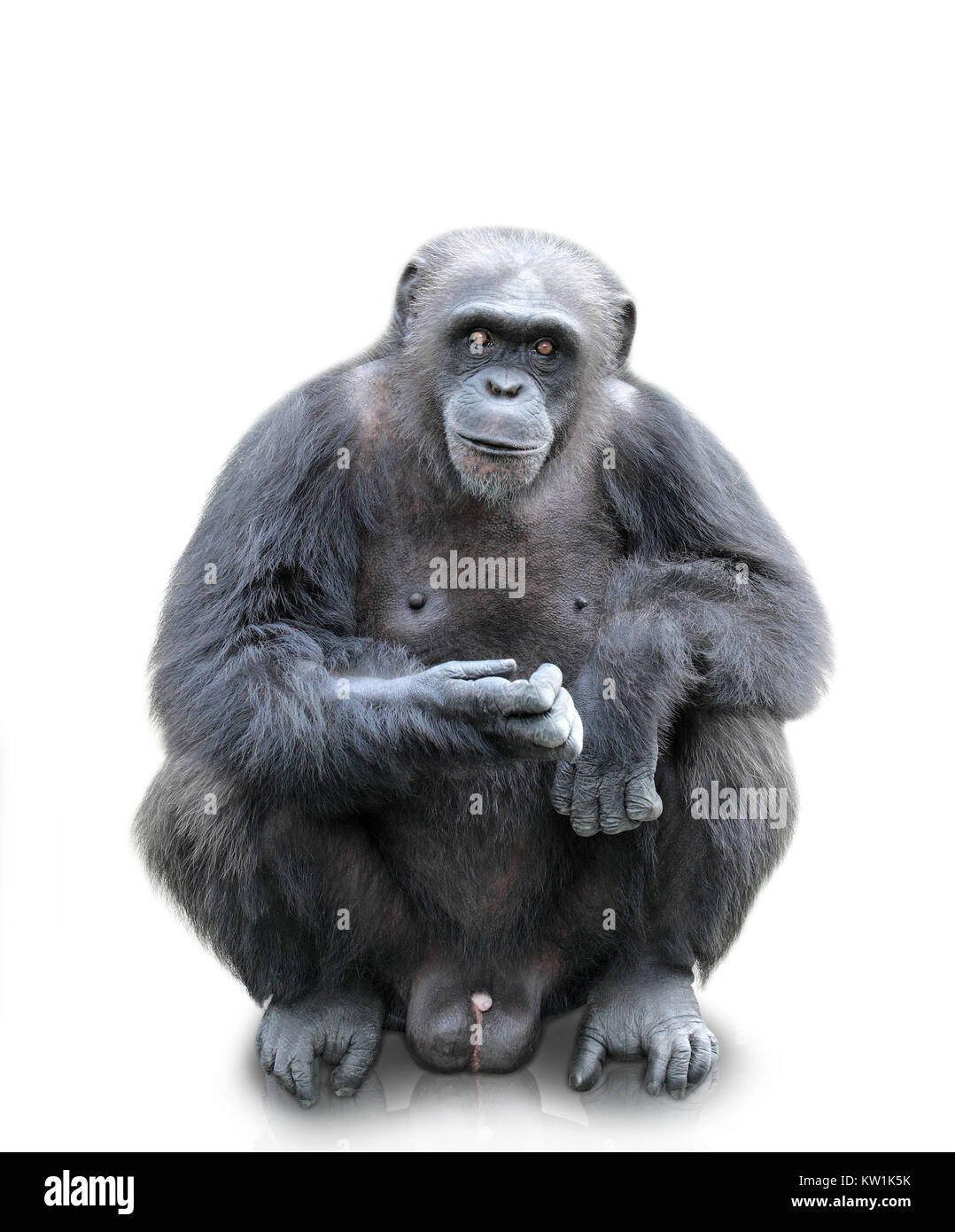 King kong gorilla hi-res stock photography and images - Alamy