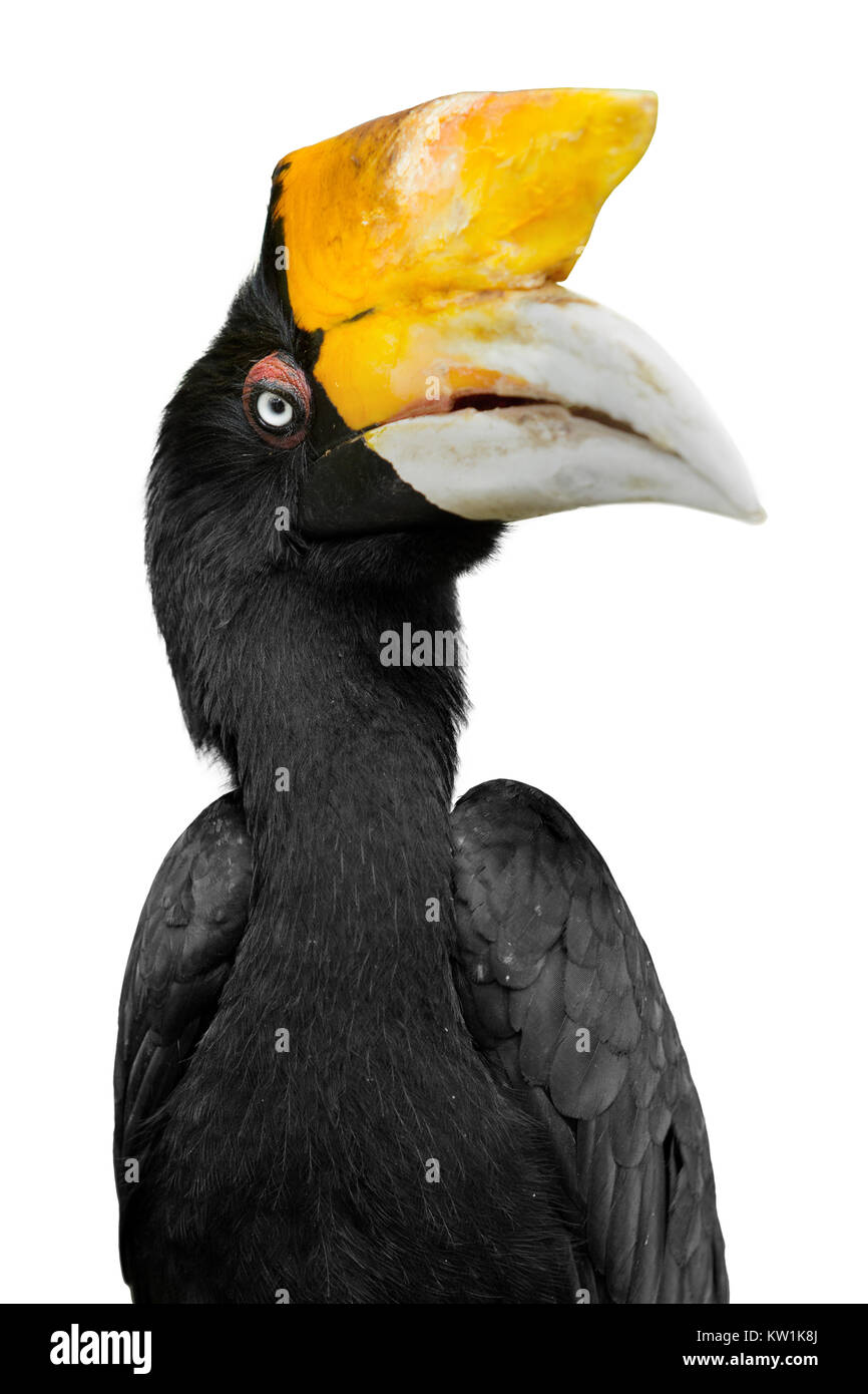 Rangkong/ Enggang Badak Stock Photo - Alamy