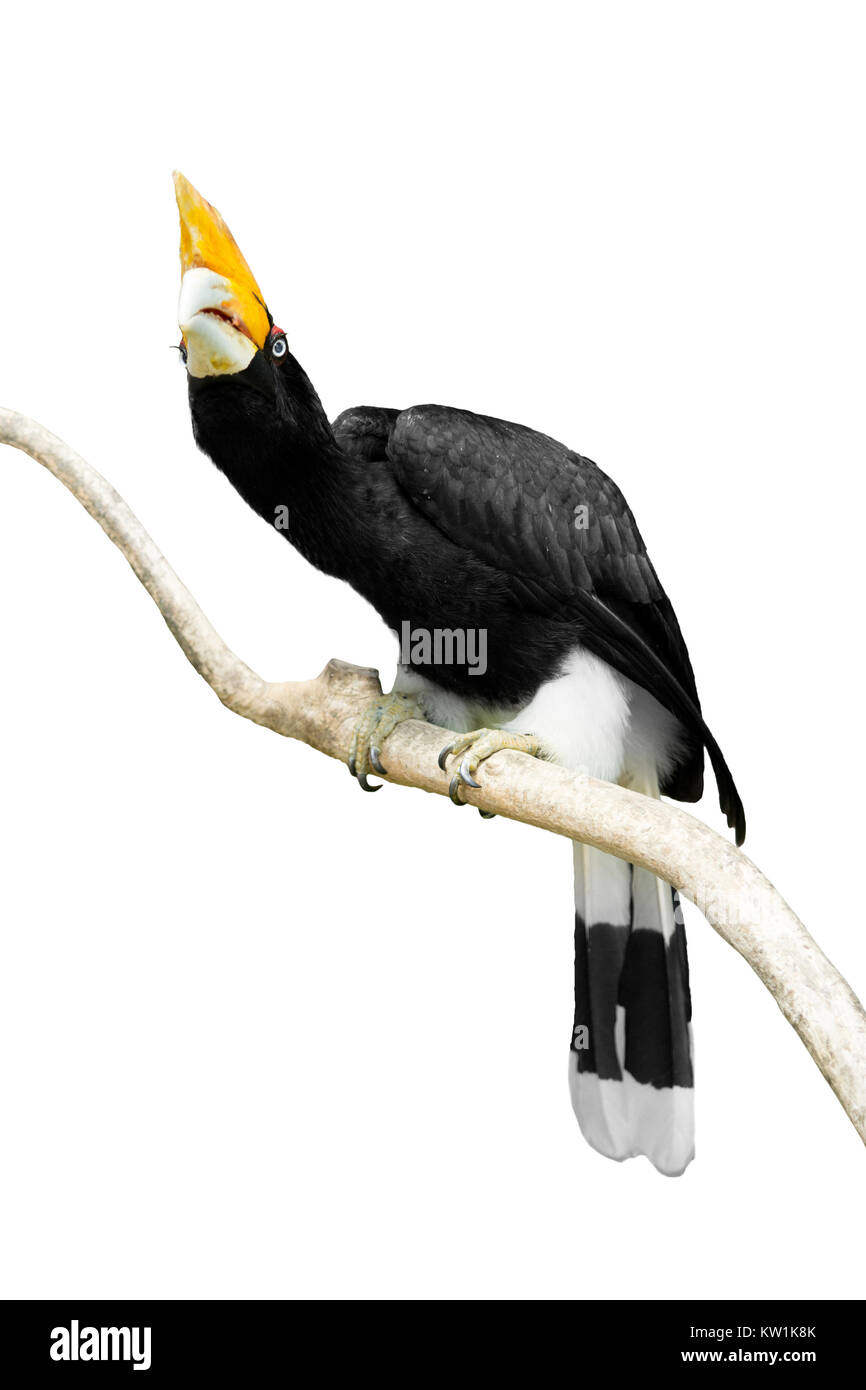 Buruang Enggang Stock Photos Buruang Enggang Stock Images Alamy