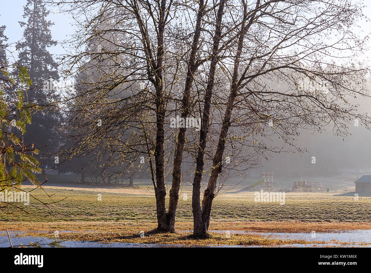 twin trees in foggy park Stock Photo - Alamy