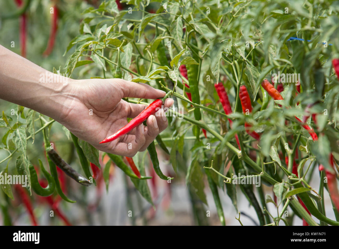 Chilli Farming High Resolution Stock Photography and Images Alamy