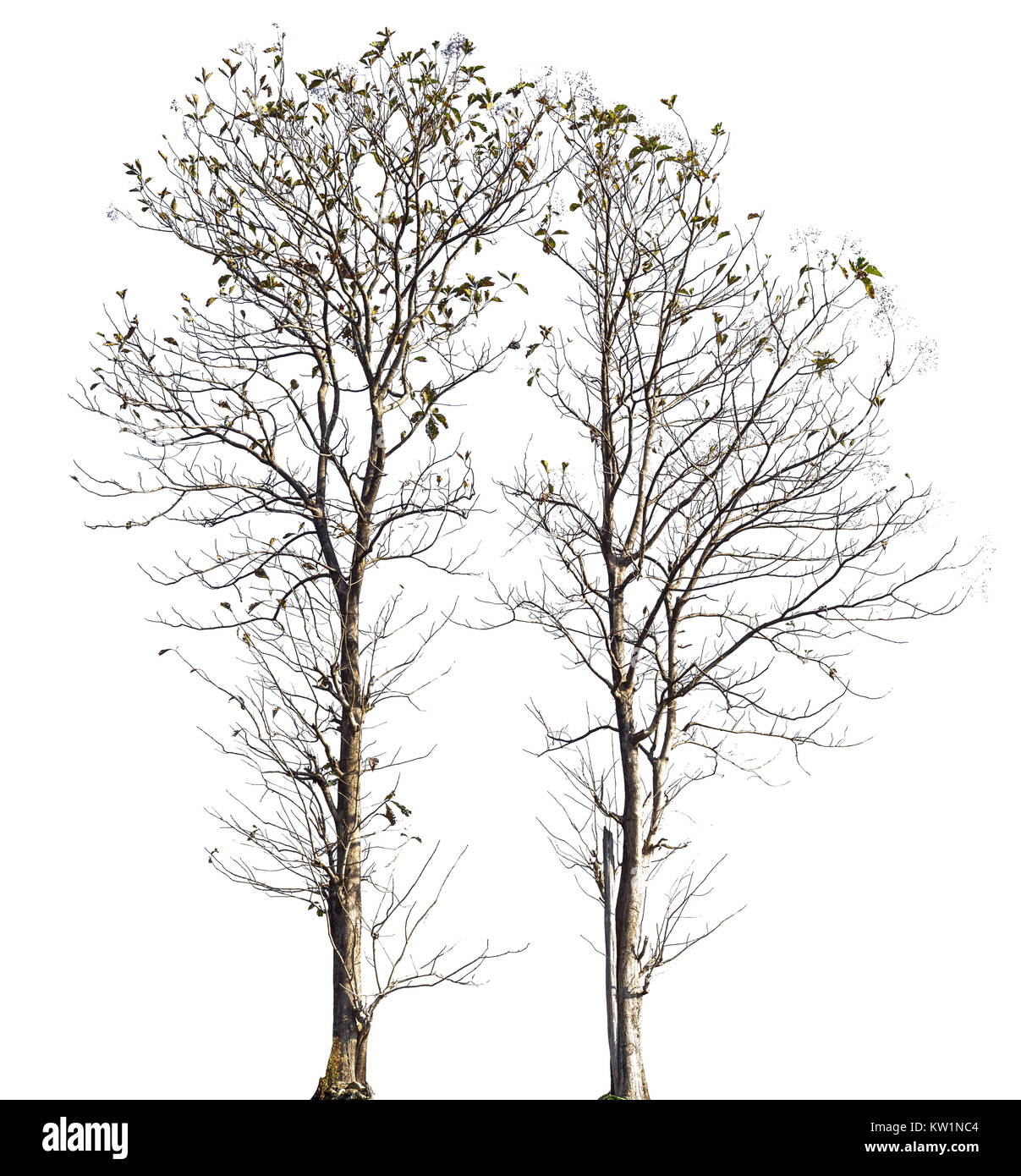Teak tree is deciduous isolated on white background (Tectona grandis). Stock Photo