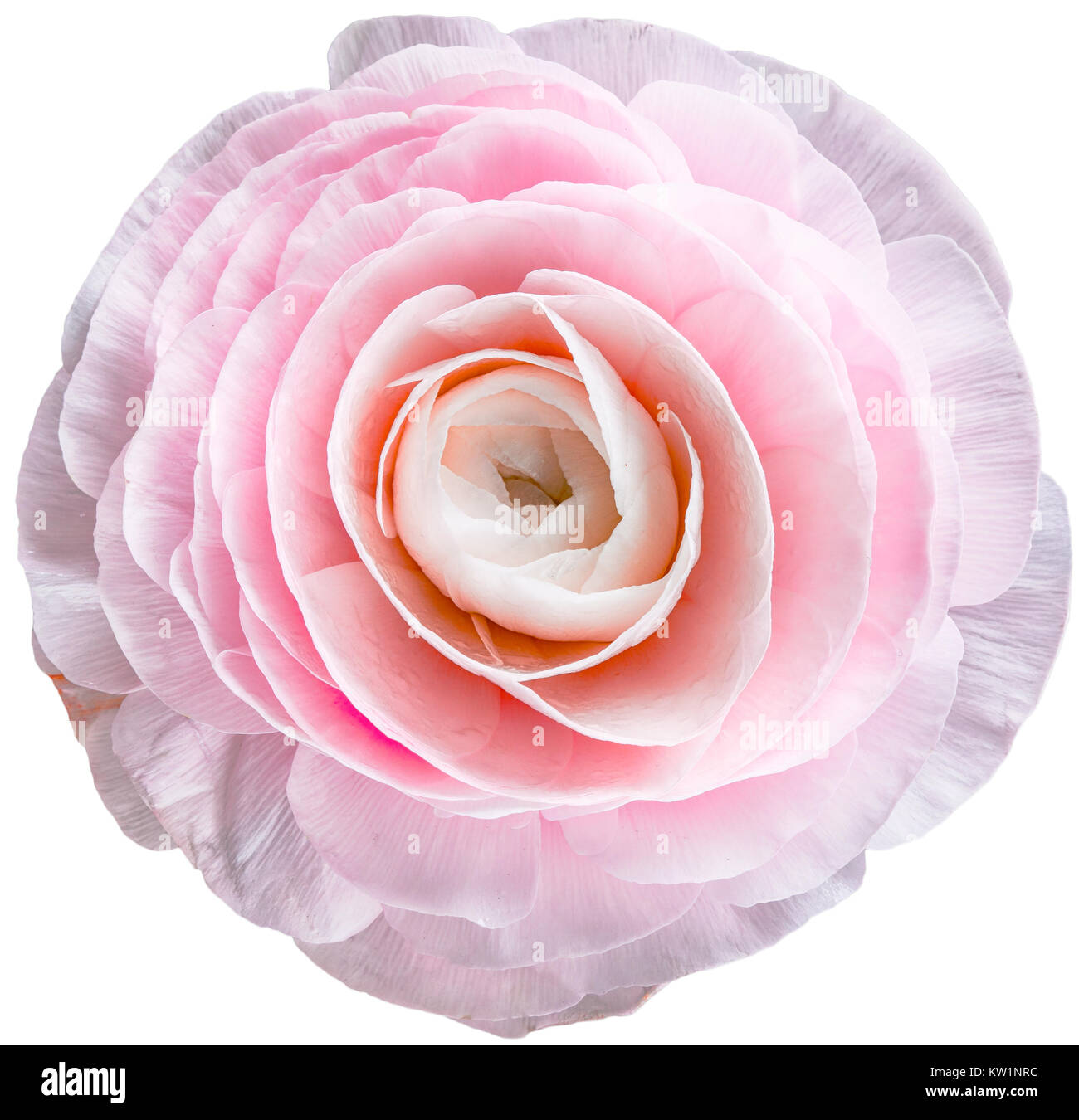 Peony bud on white background Stock Photo